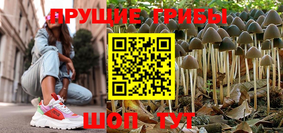 Псилоцибиновые грибы Psilocybe Карачаевск